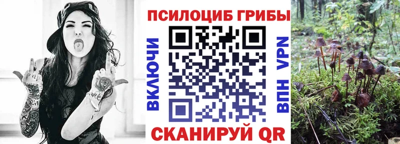закладки  Адыгейск  Галлюциногенные грибы Psilocybe 